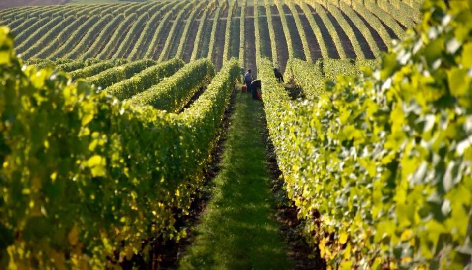 Hotel Tela&Mareli Winery Telawi Exterior foto